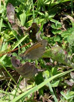 Image of small heath