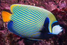 Image of Angelfish