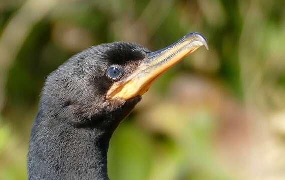 Image of Neotropic Cormorant