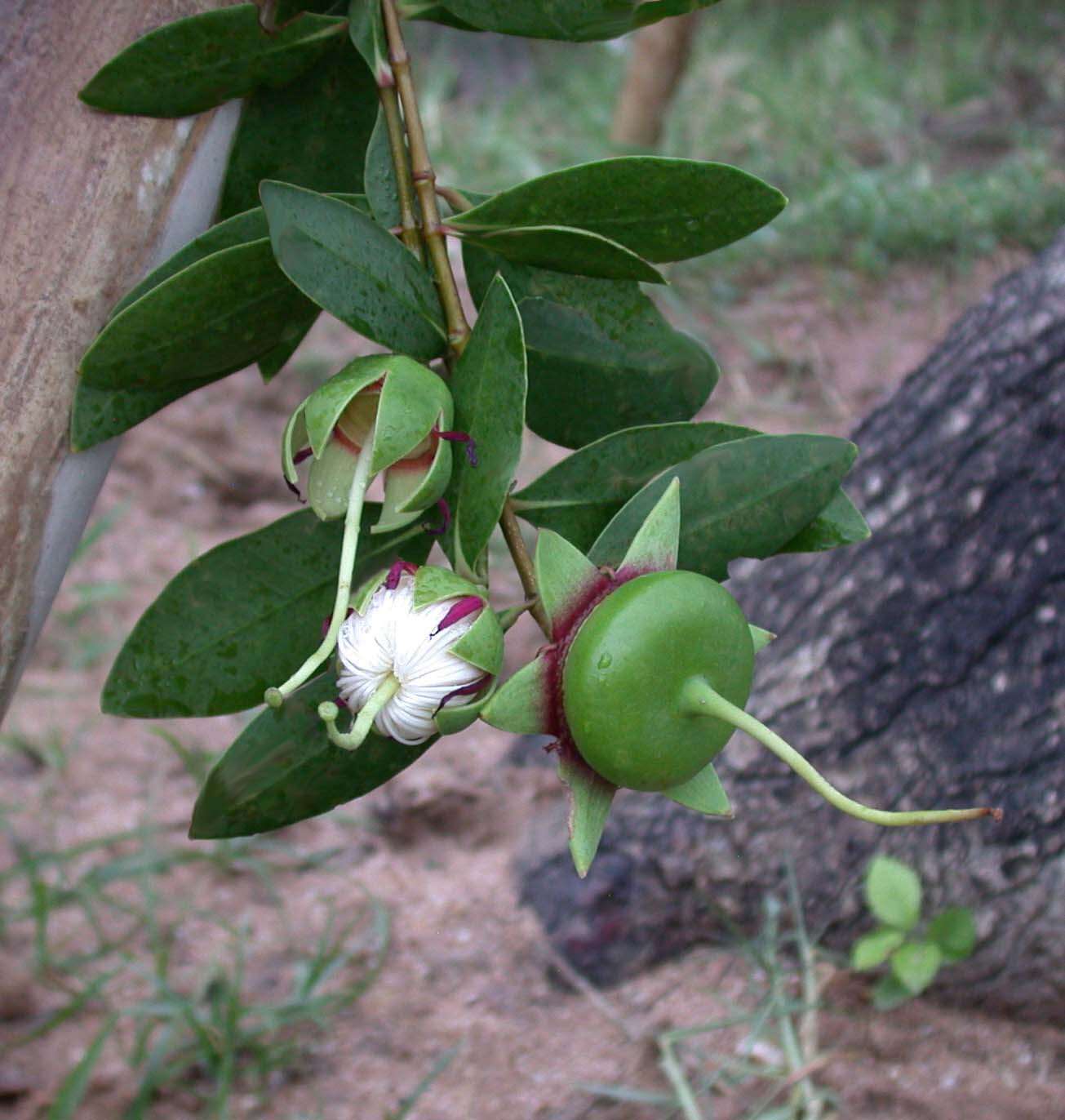 Image of Sonneratia caseolaris (L.) A. Engl.