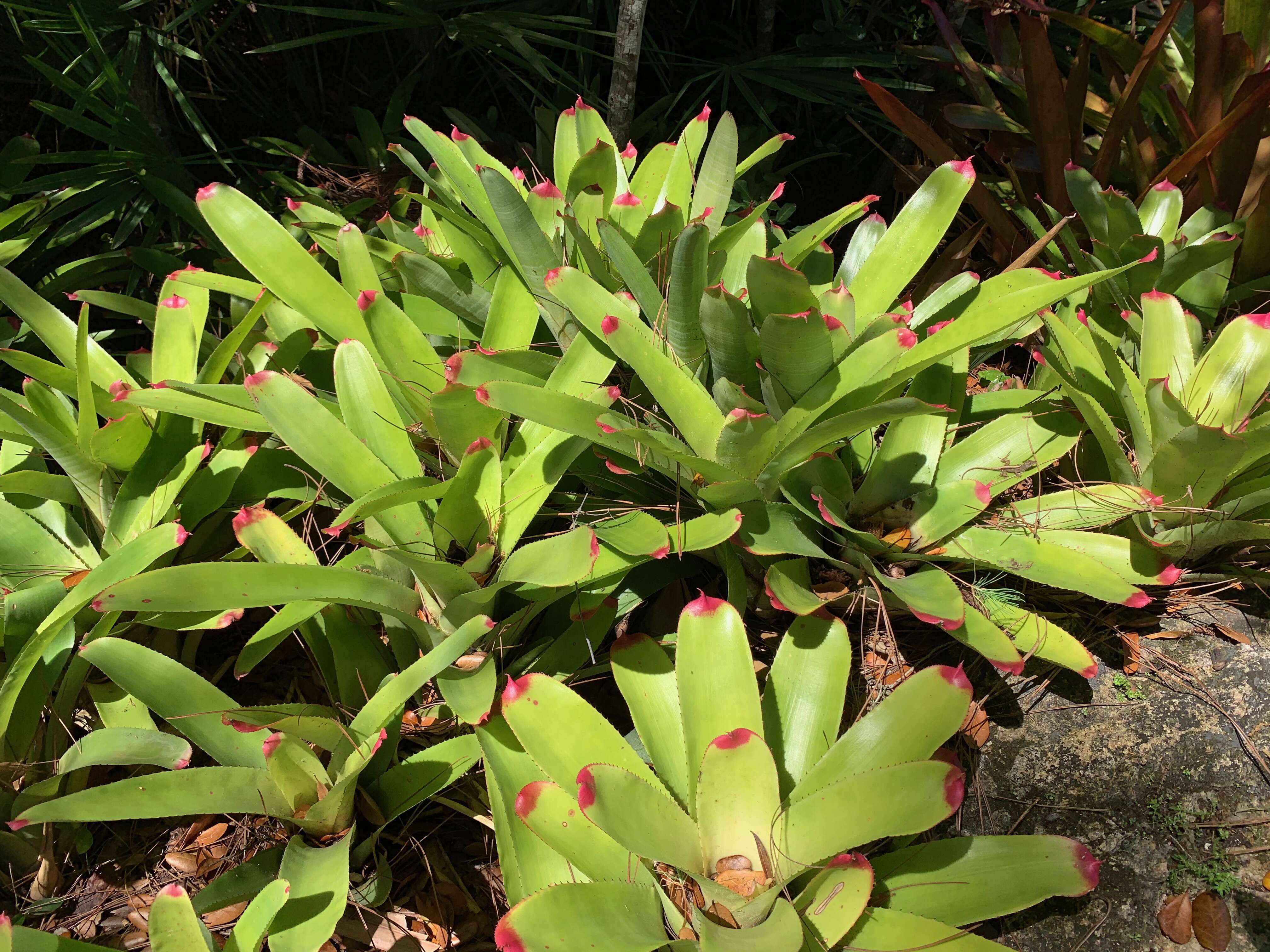 Image of Neoregelia cruenta (Graham) L. B. Sm.