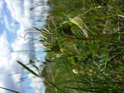 Image of smooth yellow vetch