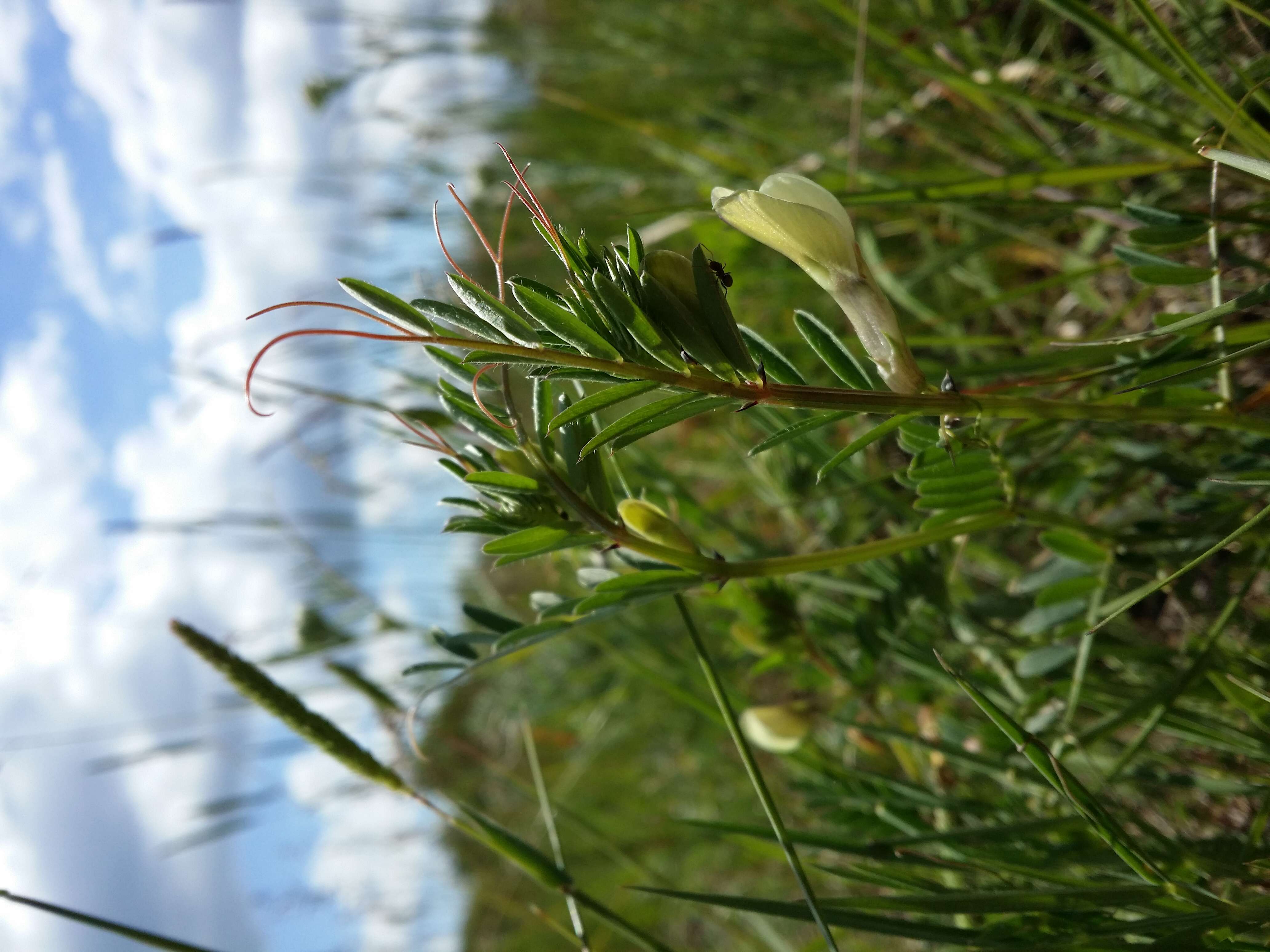 Image of smooth yellow vetch