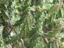 Image of Indian spurgetree