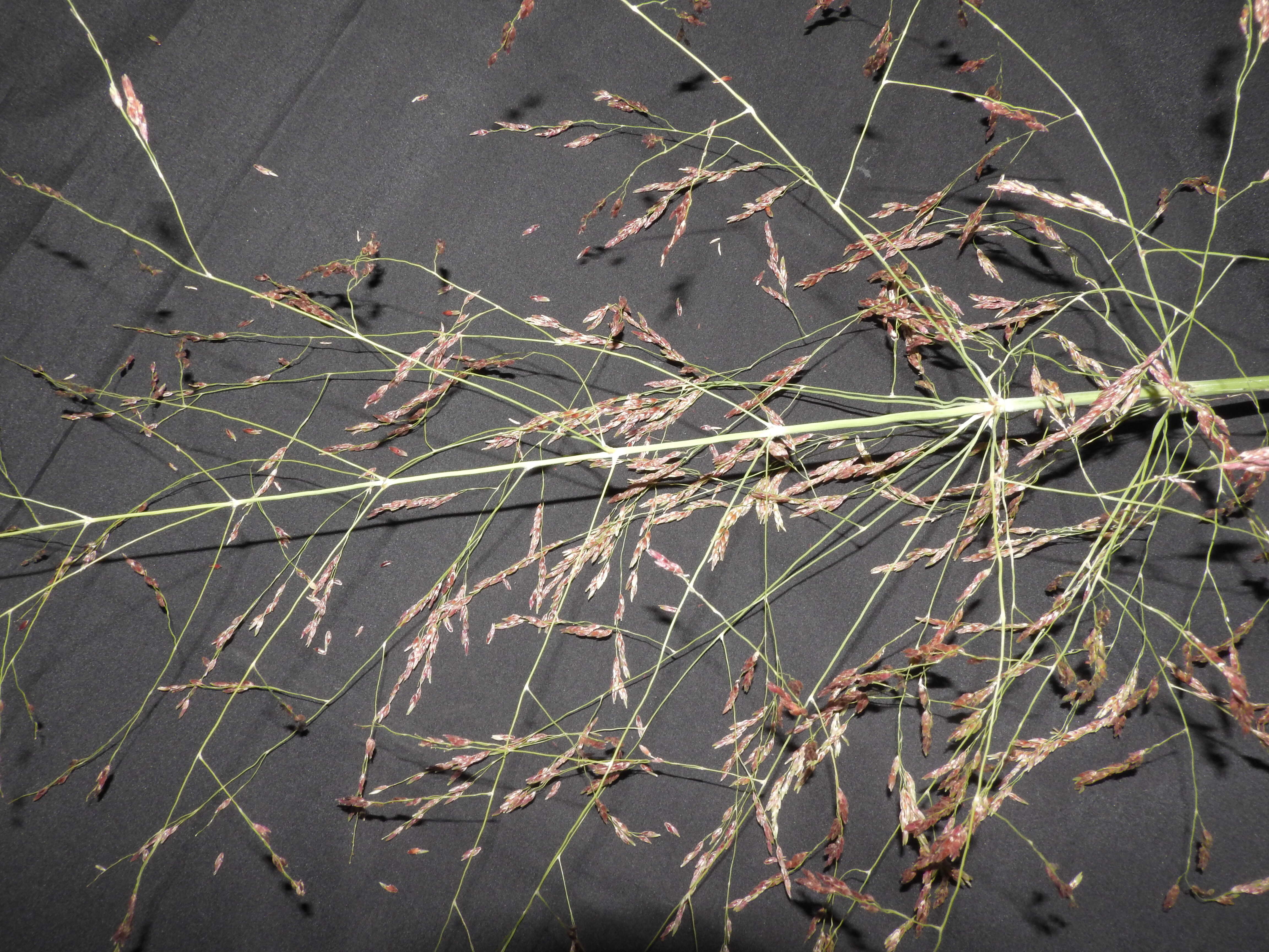 Image of Johnson grass