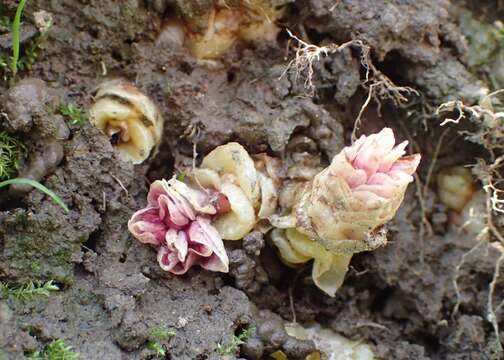 Image of common toothwort