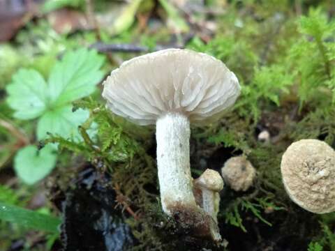 Image of Powdery Piggyback mushroom