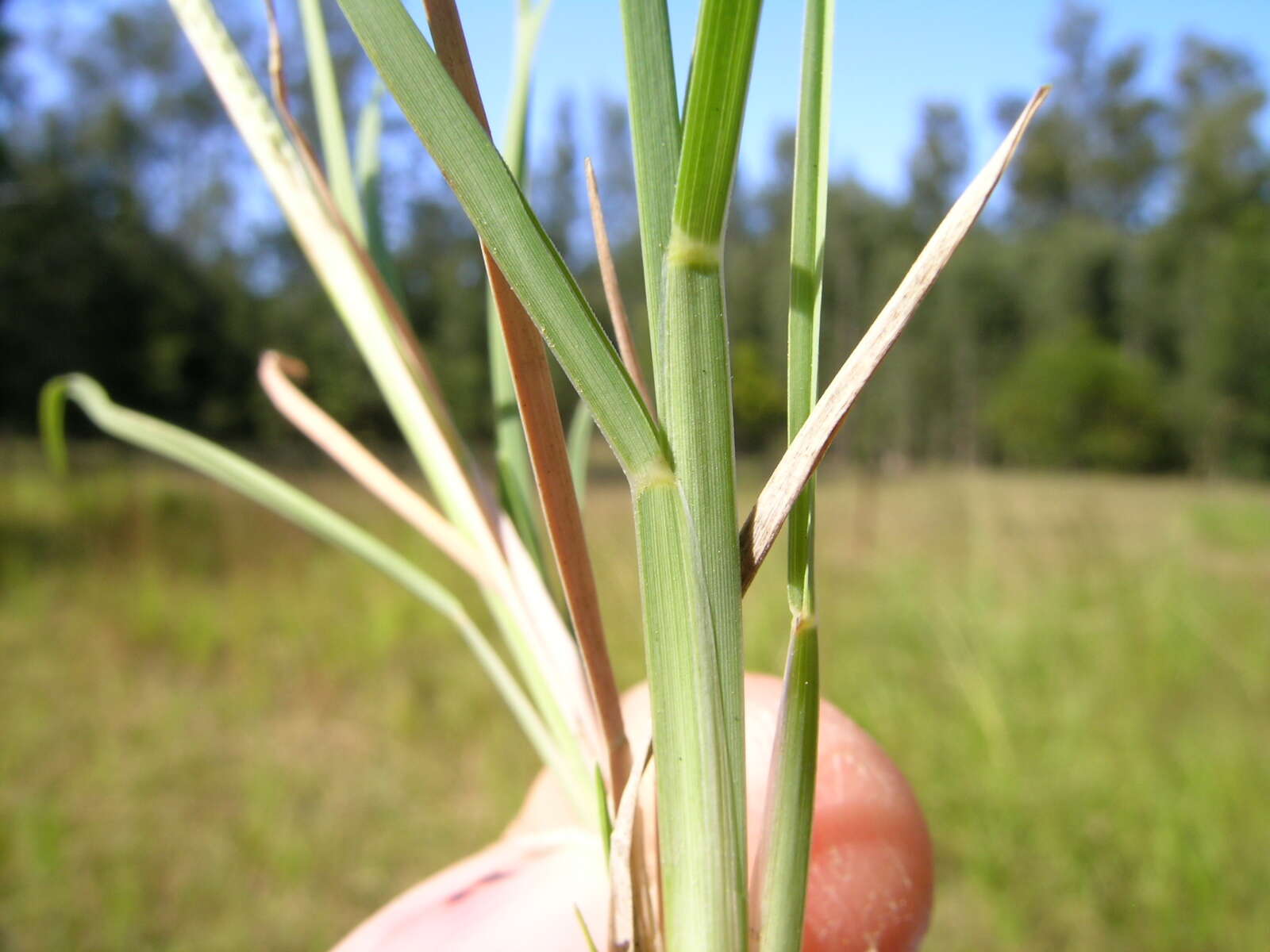 Image of Australian fingergrass