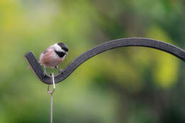 Image of Carolina Chickadee