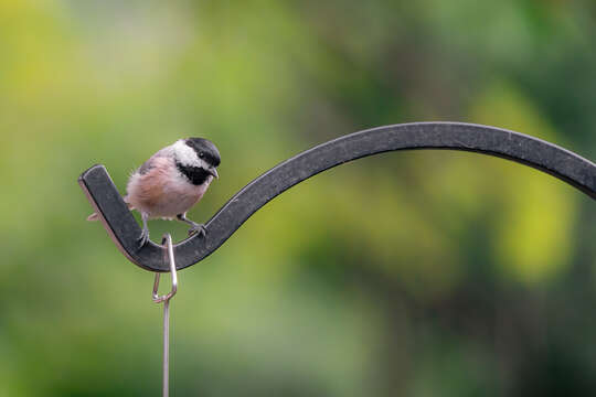 Image of Carolina Chickadee