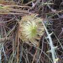 Image of Banksia rufa A. R. Mast & K. R. Thiele