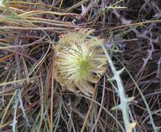 Image of Banksia rufa A. R. Mast & K. R. Thiele