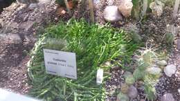 Image of Globose Euphorbia