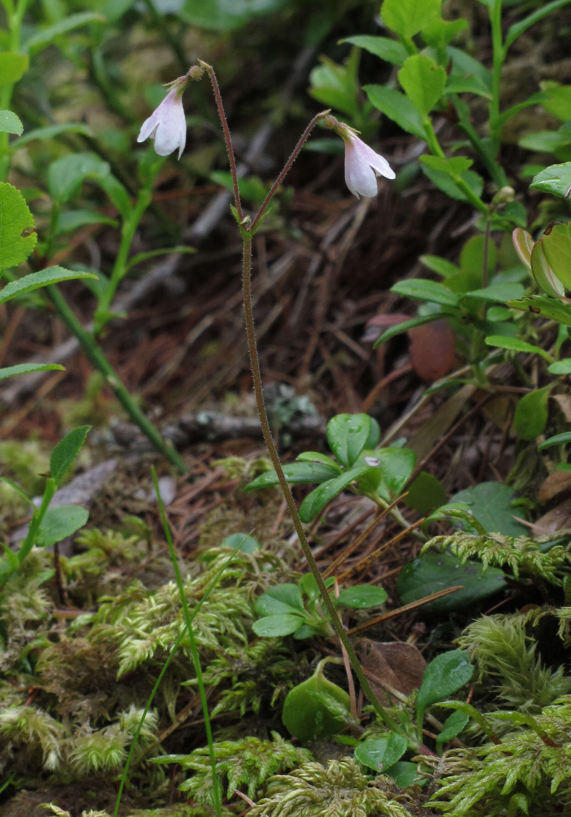 Image of Twinflower