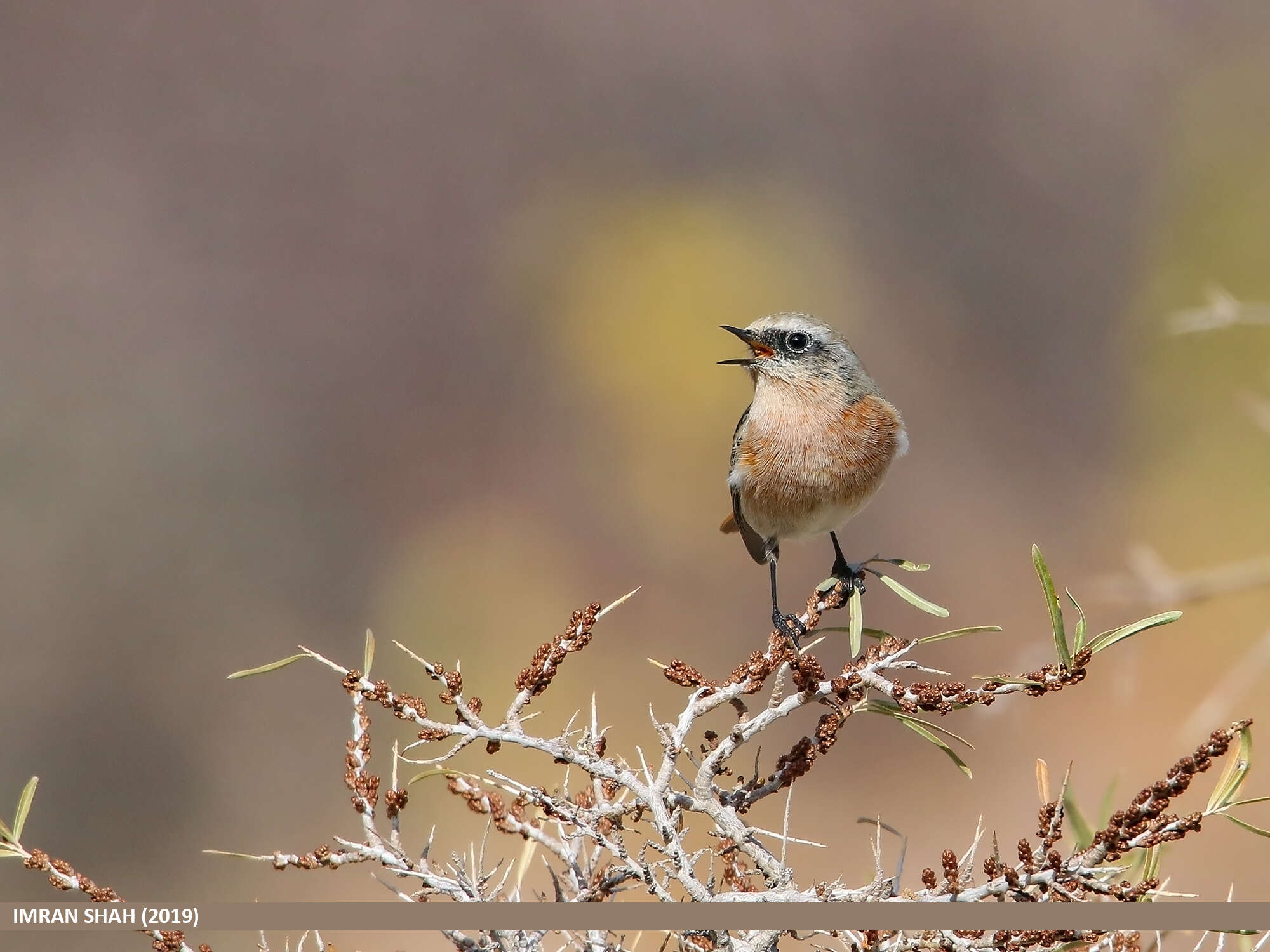 Image of Eversmann's Redstart