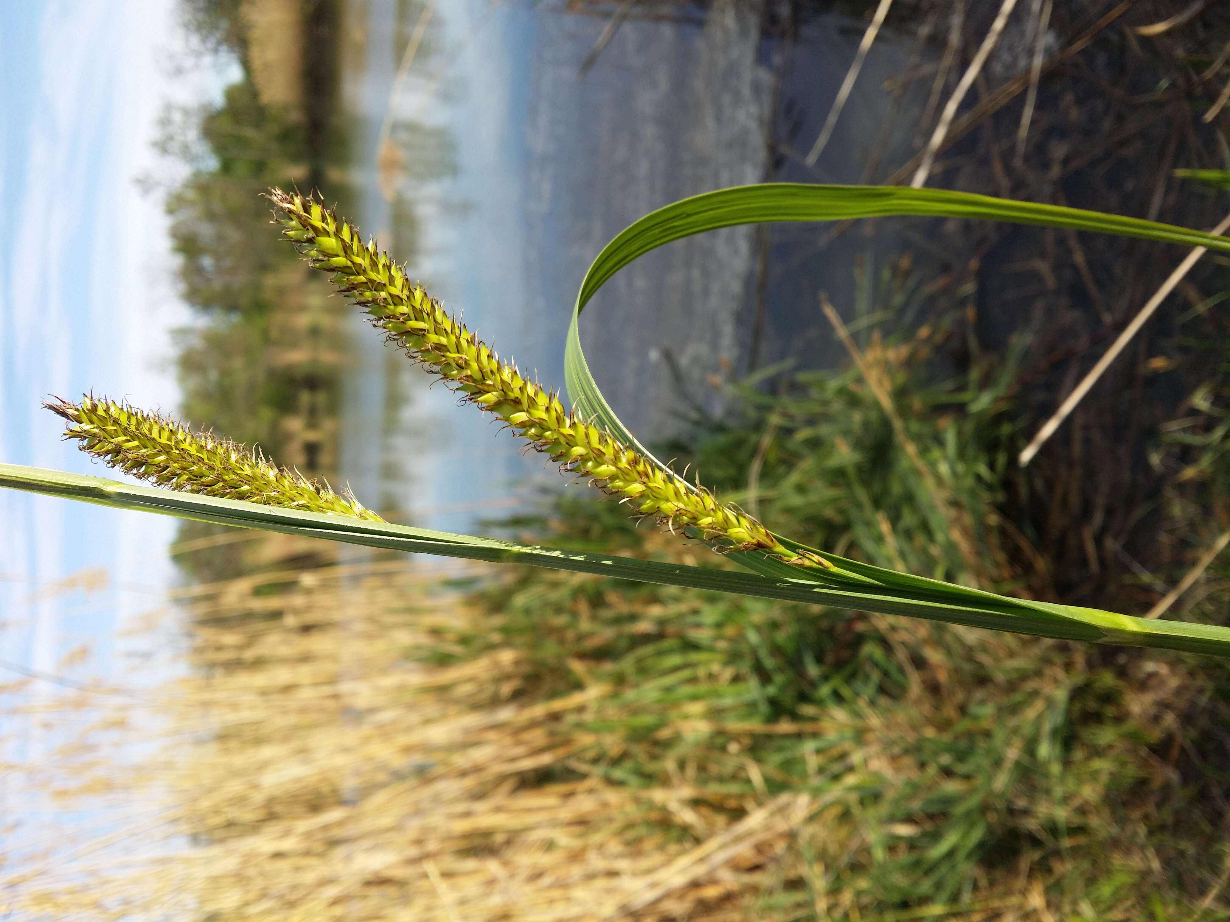 Image of Greater Pond-Sedge