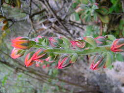Image of Echeveria pulvinata Rose