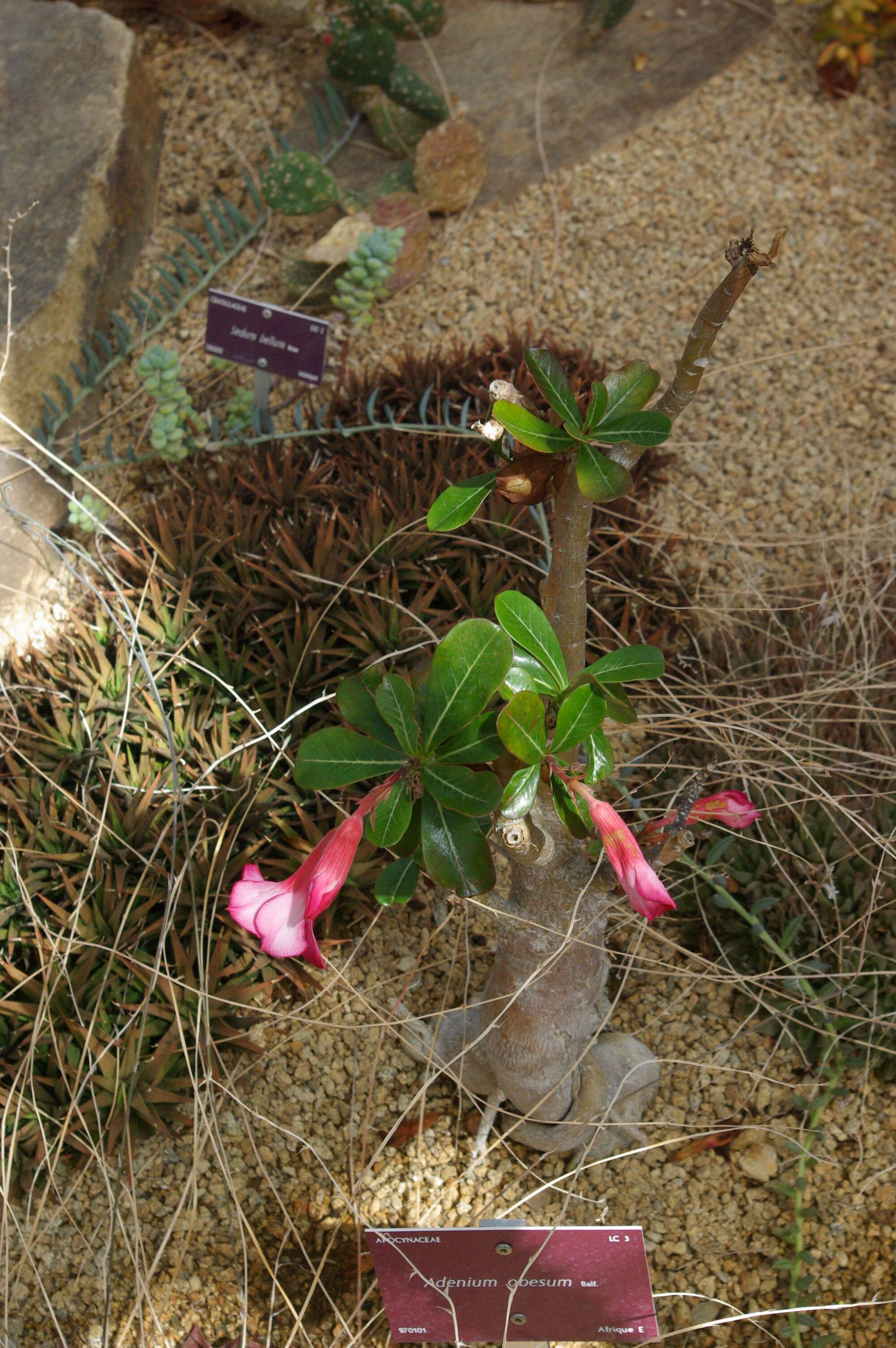 Image of Desert Rose