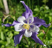 Image of Colorado blue columbine