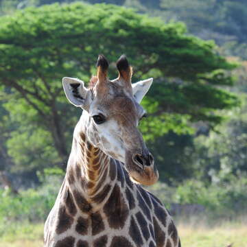 Image of Giraffe