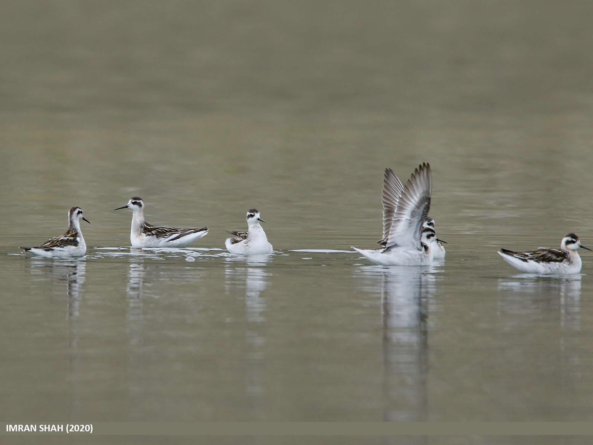 Image of Red-necked Phalarope