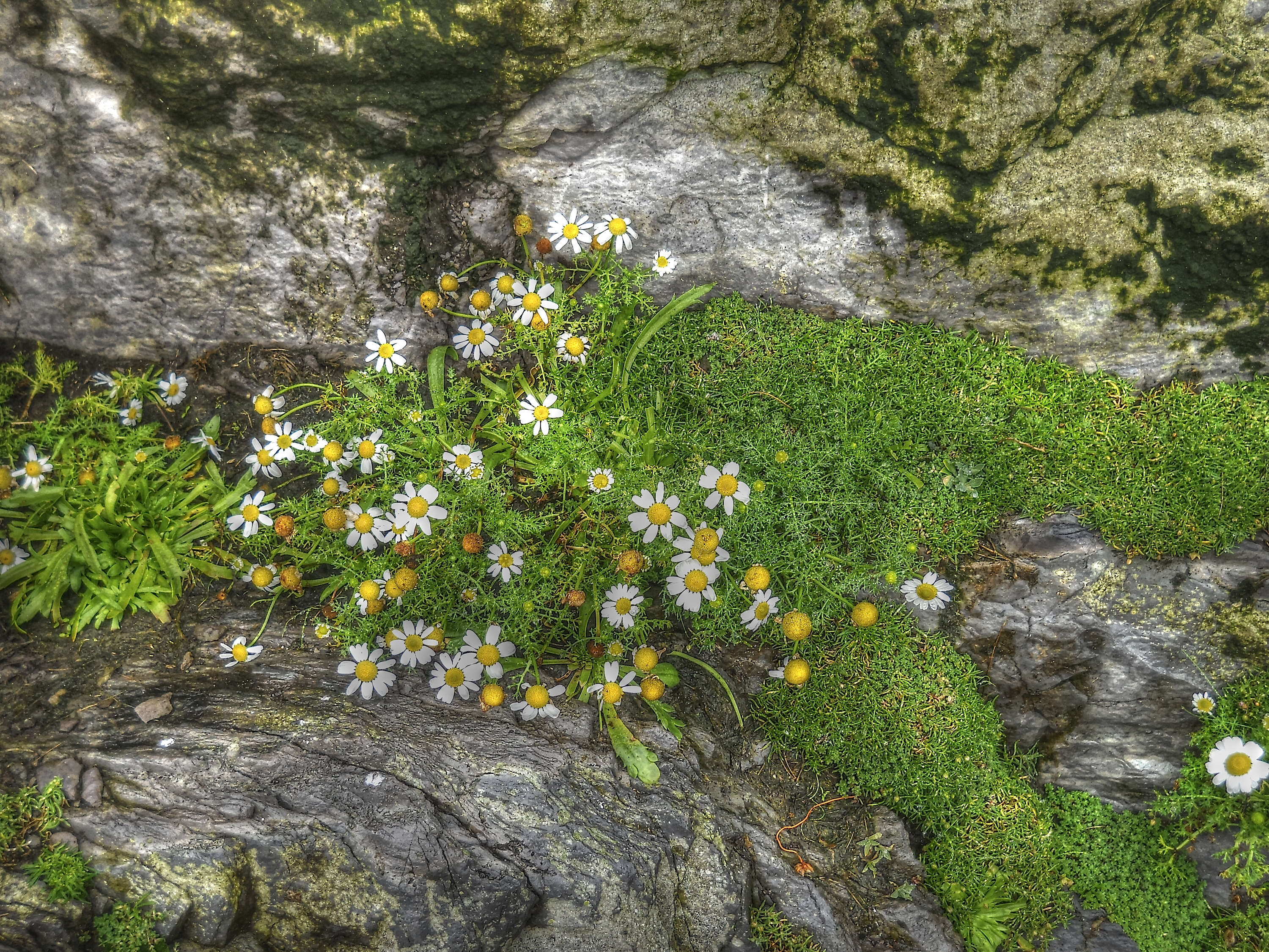 Image of false mayweed