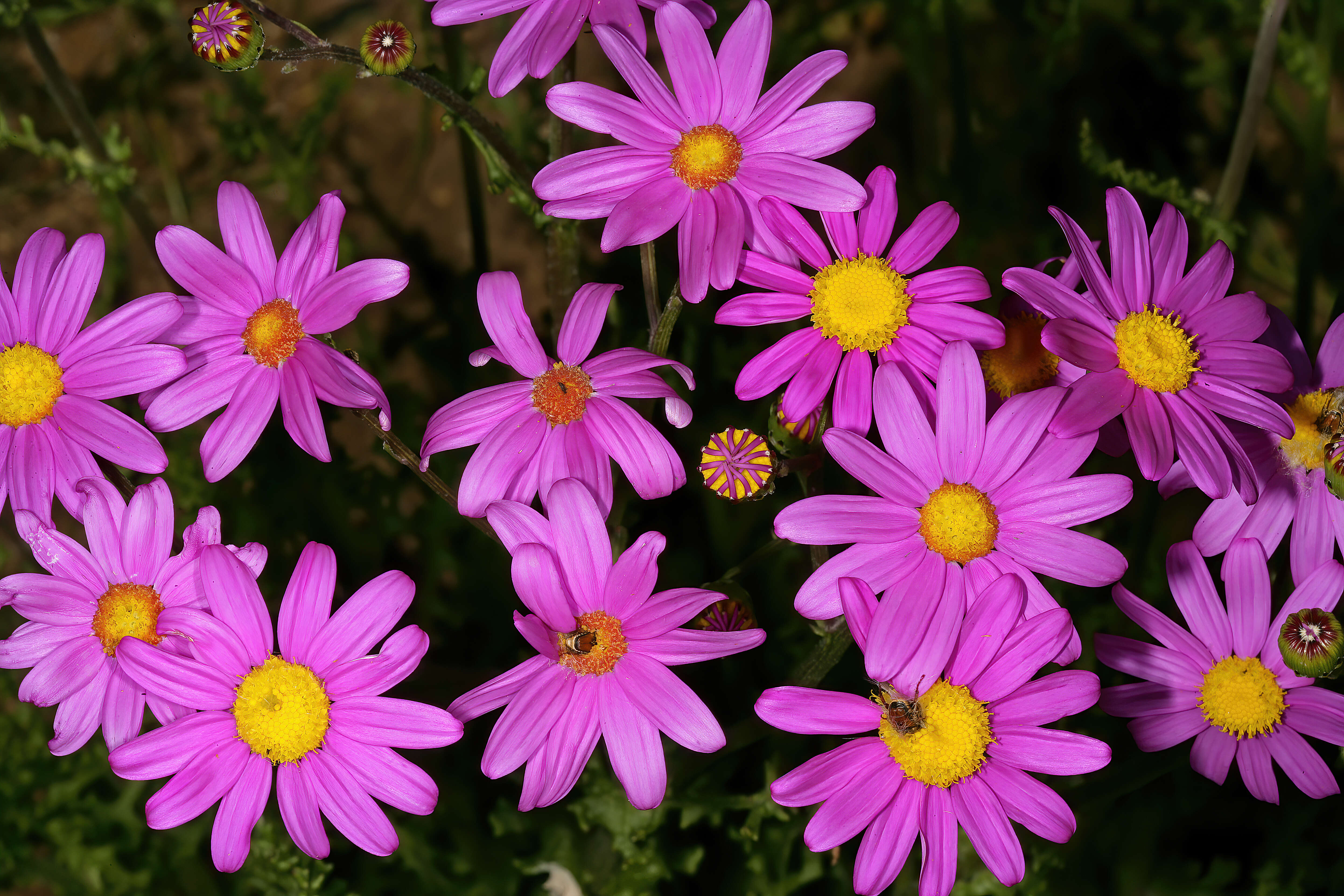 Image of redpurple ragwort