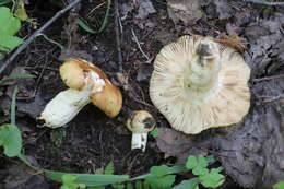 Image of Stinking Russula