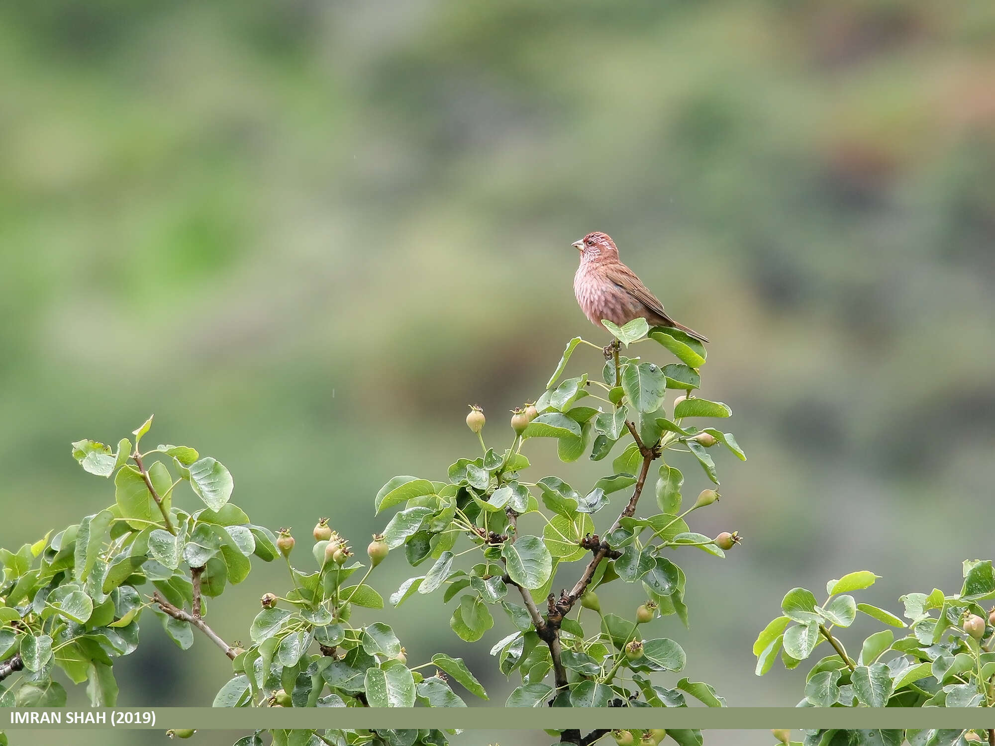 Plancia ëd Carpodacus rhodochlamys (Brandt & JF 1843)