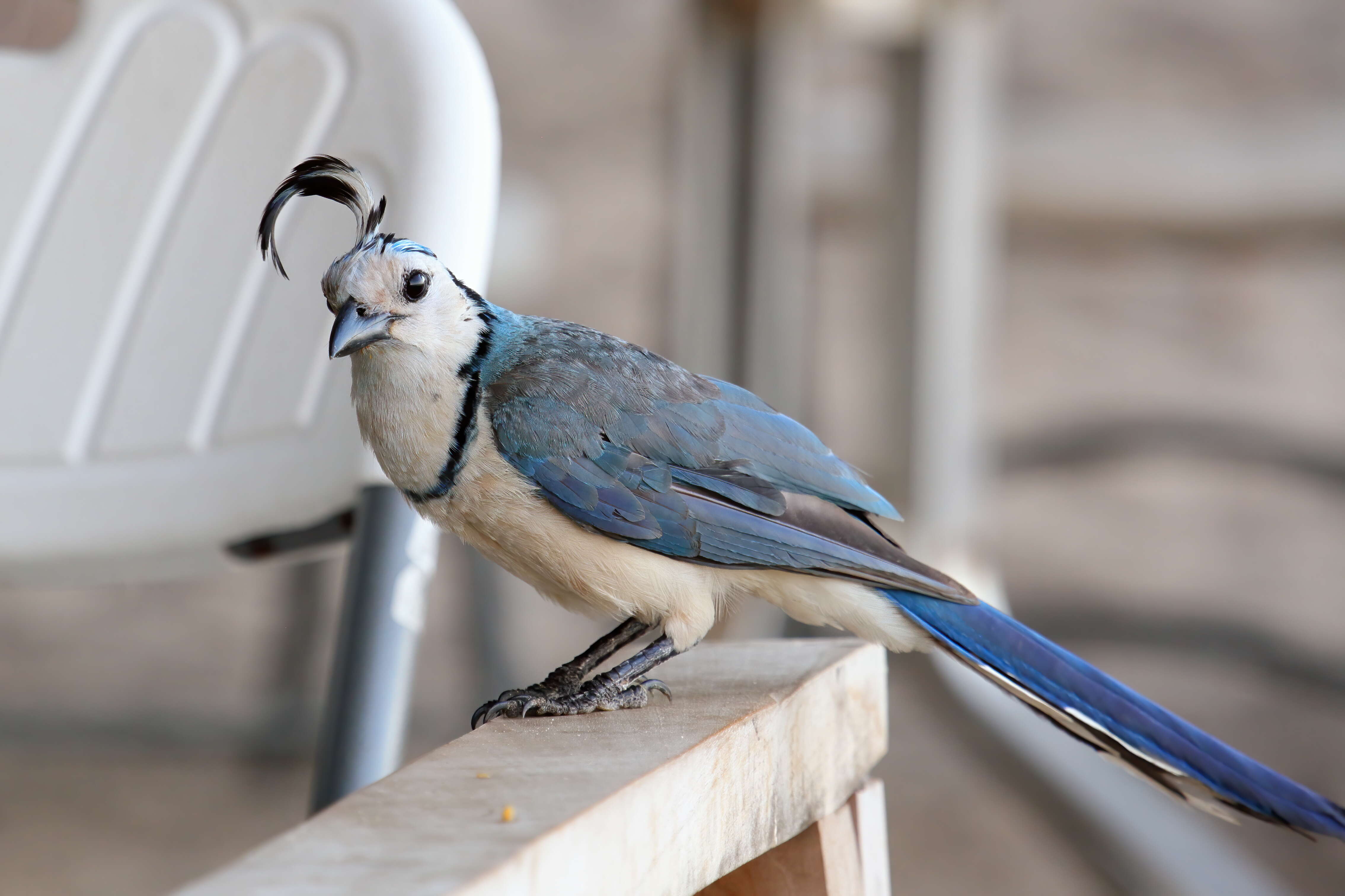 Image of Magpie-jay