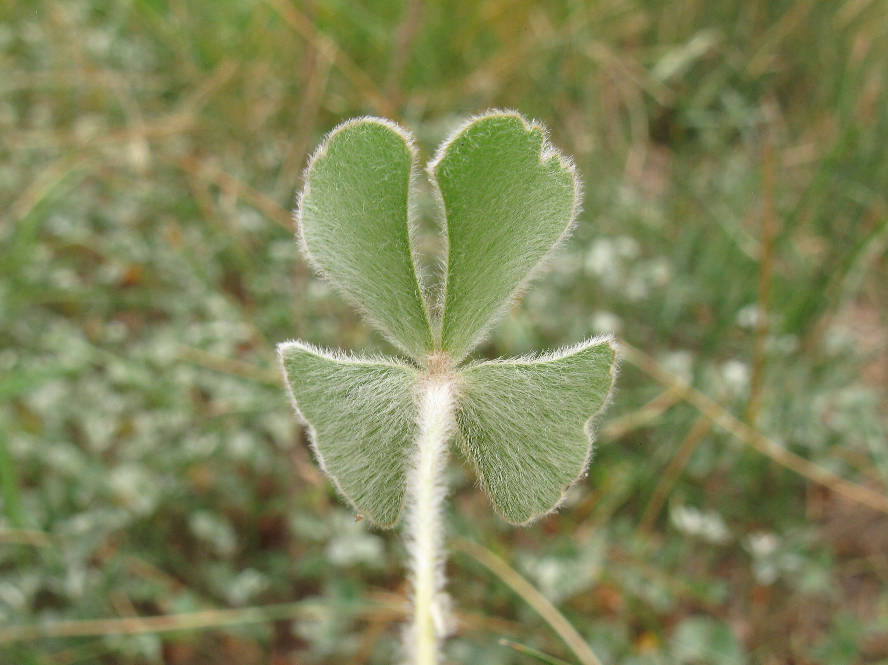 Plancia ëd Marsilea drummondii A. Br.