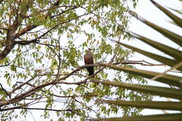 Image of Adamawa Turtle Dove