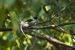 Image of Asian Paradise-Flycatcher