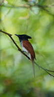 Image of Asian Paradise-Flycatcher