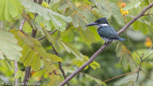 Image of Amazon Kingfisher