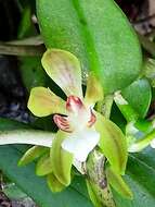 Trichoglottis resmi