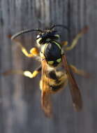 Image of German Wasp