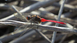 Слика од Orthetrum villosovittatum (Brauer 1868)