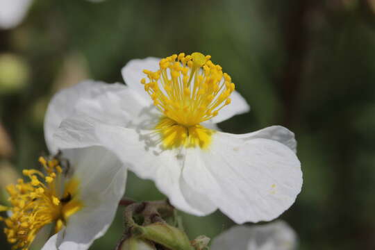 Image of White Rock-rose