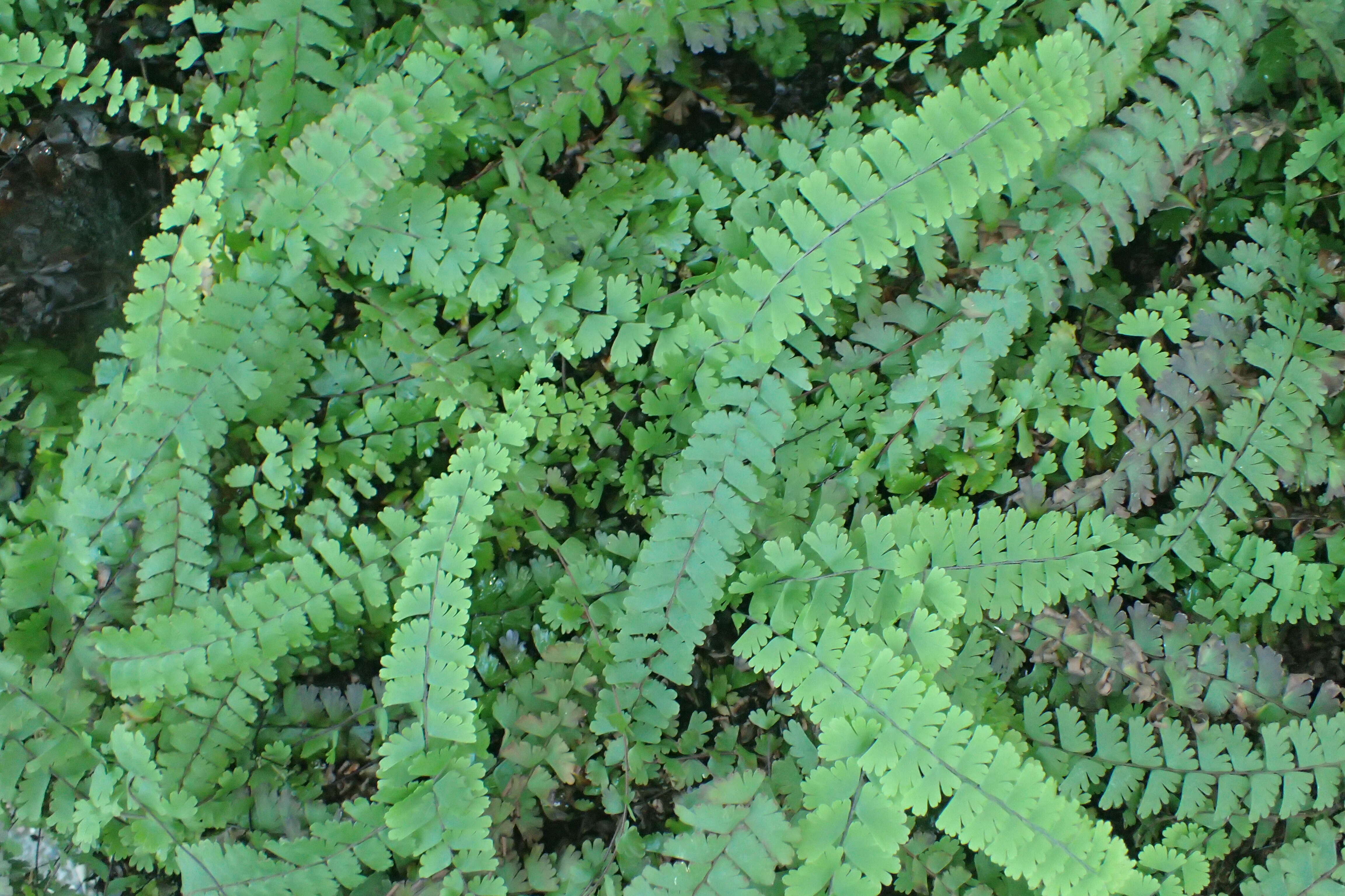 Image of tailed maidenhair