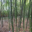 Image of Phyllostachys glauca McClure