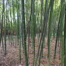 Image de Phyllostachys glauca McClure