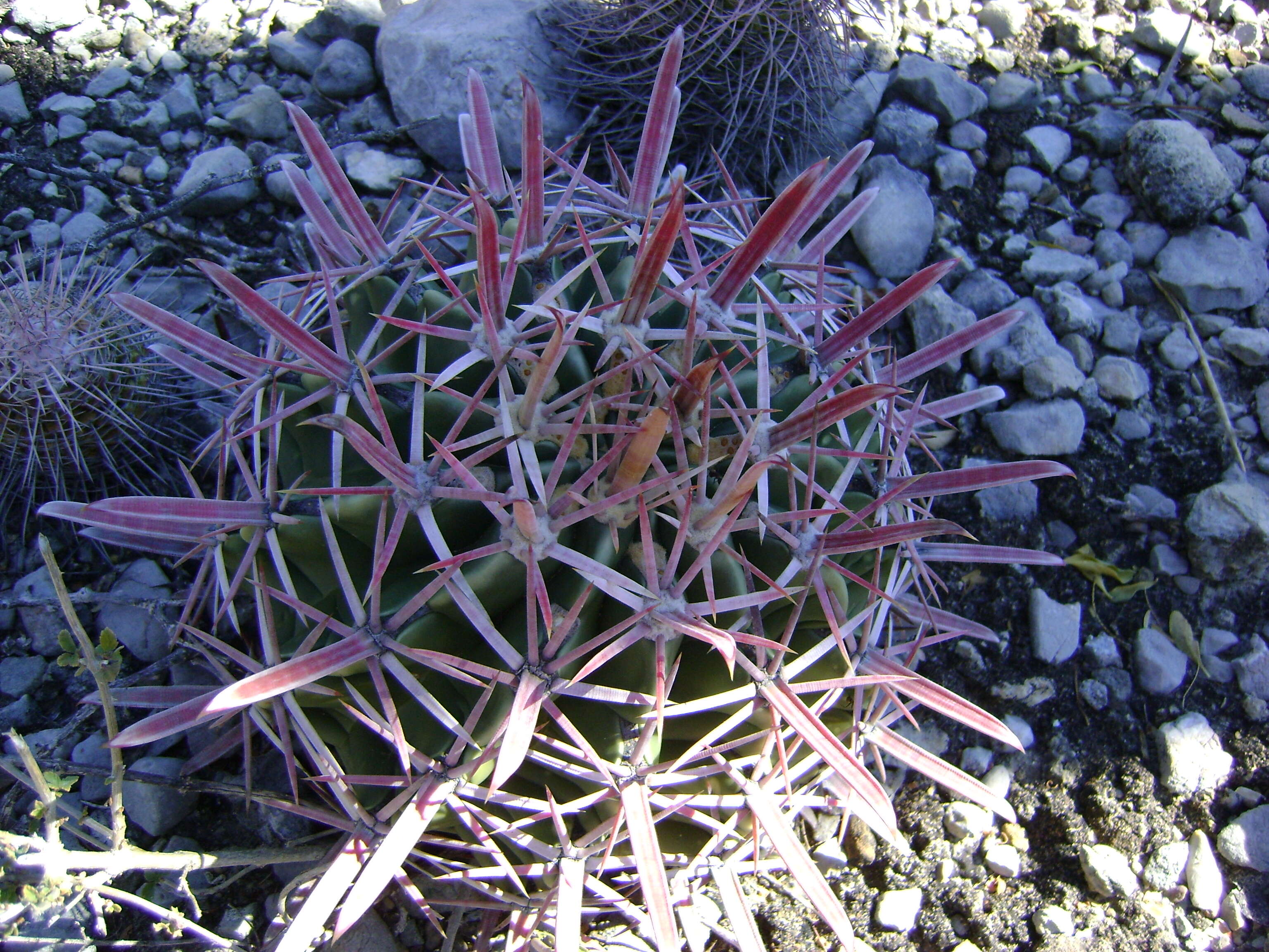 Image of Ferocactus latispinus (Haw.) Britton & Rose