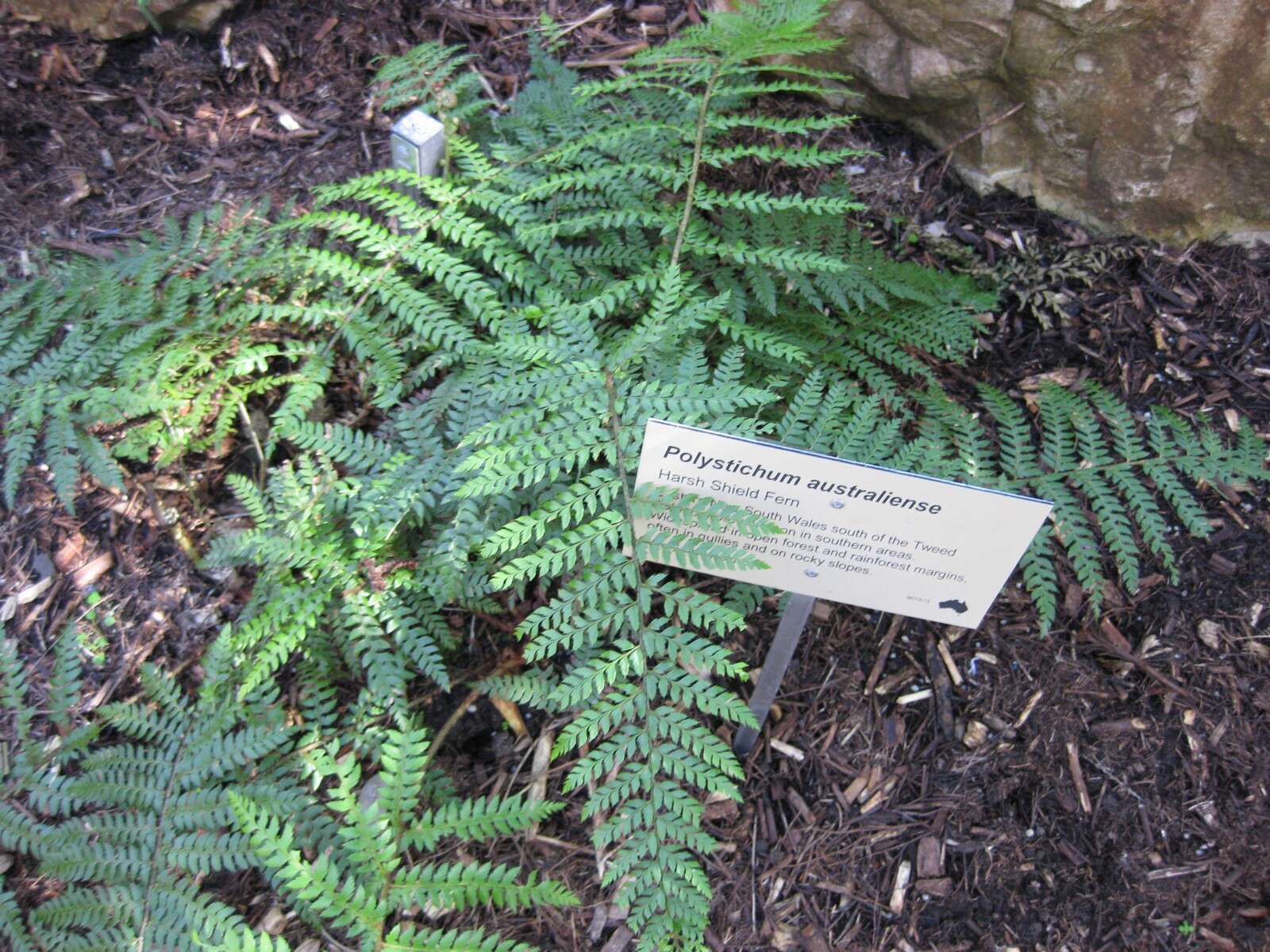 Image of Polystichum australiense Tindale