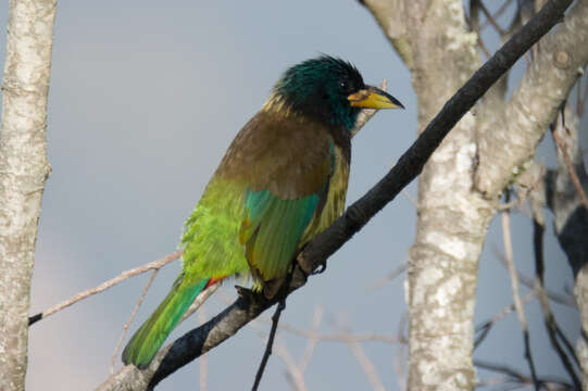 Image of Great Barbet