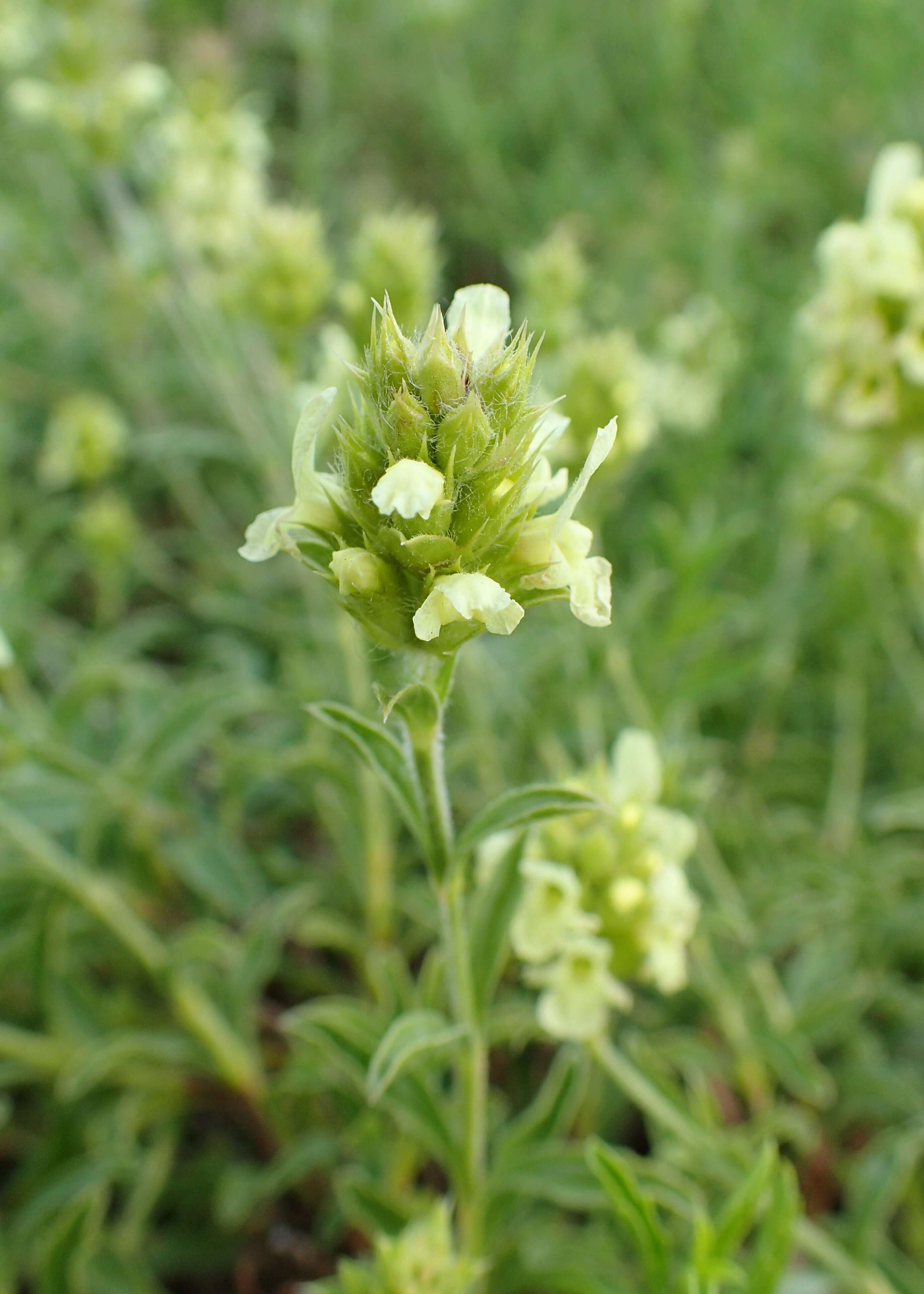 Image de Sideritis hyssopifolia L.