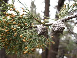 Image of Baker Cypress