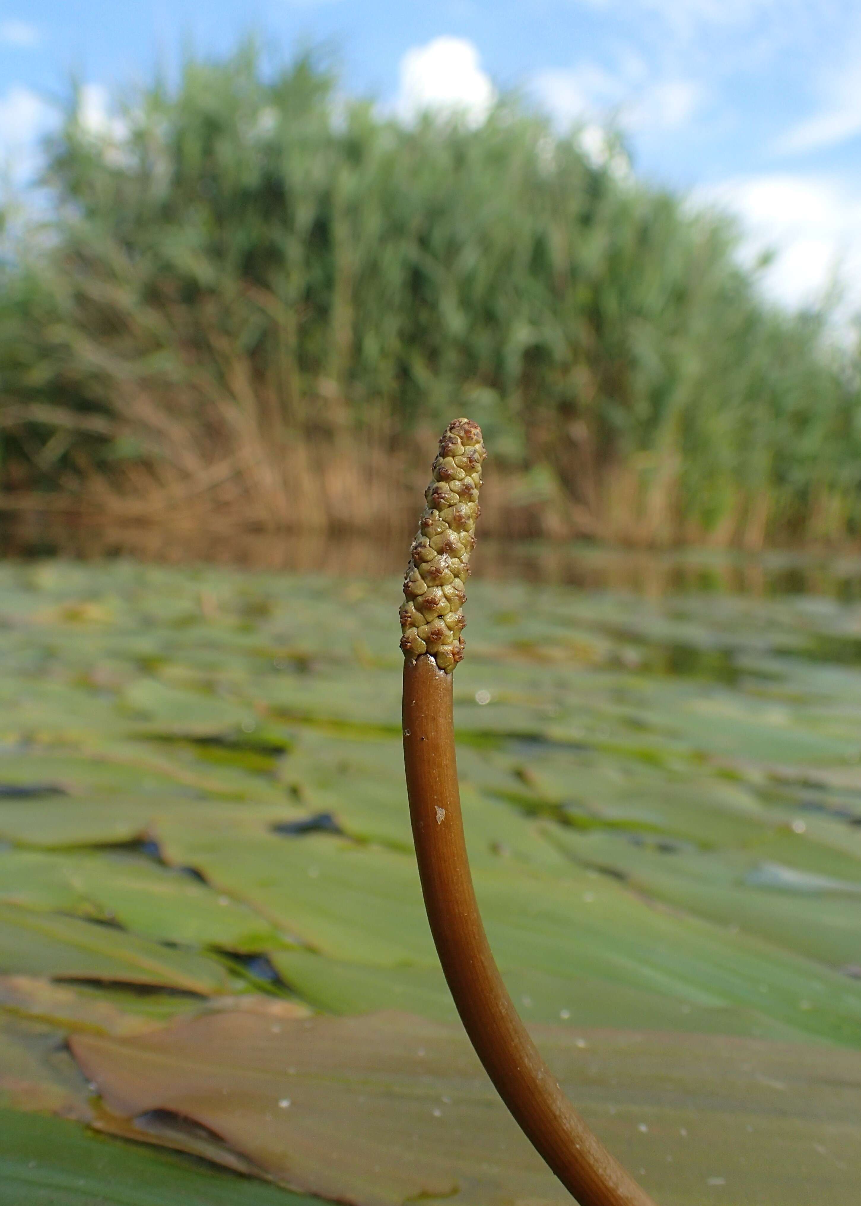 Imagem de Potamogeton nodosus Poir.