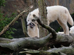 Image of Arctic wolf