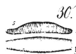 Image de Epithemia Kützing 1844